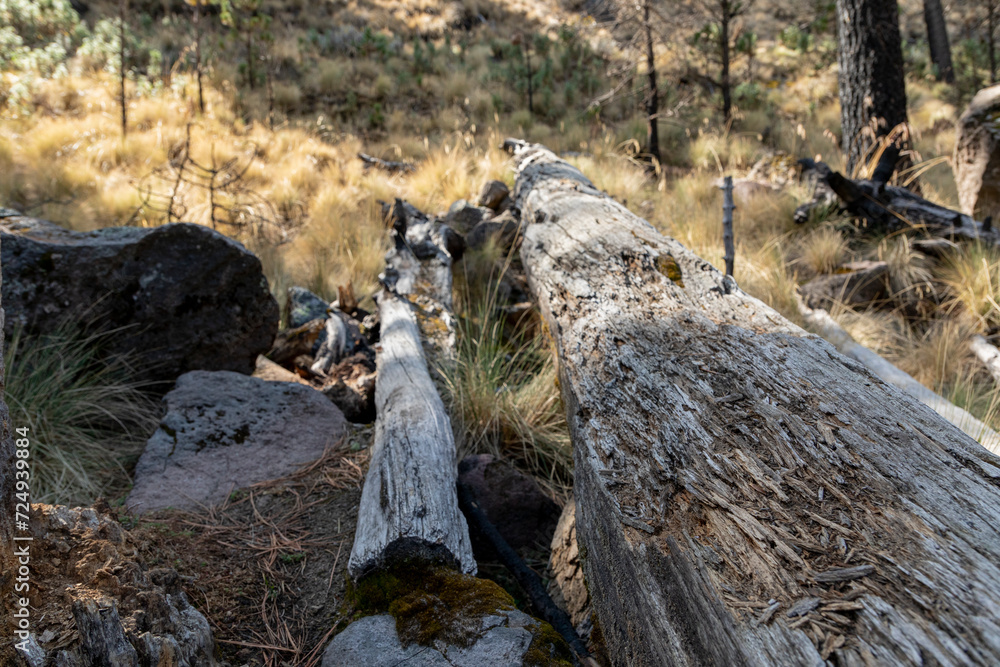 An old tree trunk lying on the ground referring to deforestation An old tree trunk lying on the ground referring to deforestation