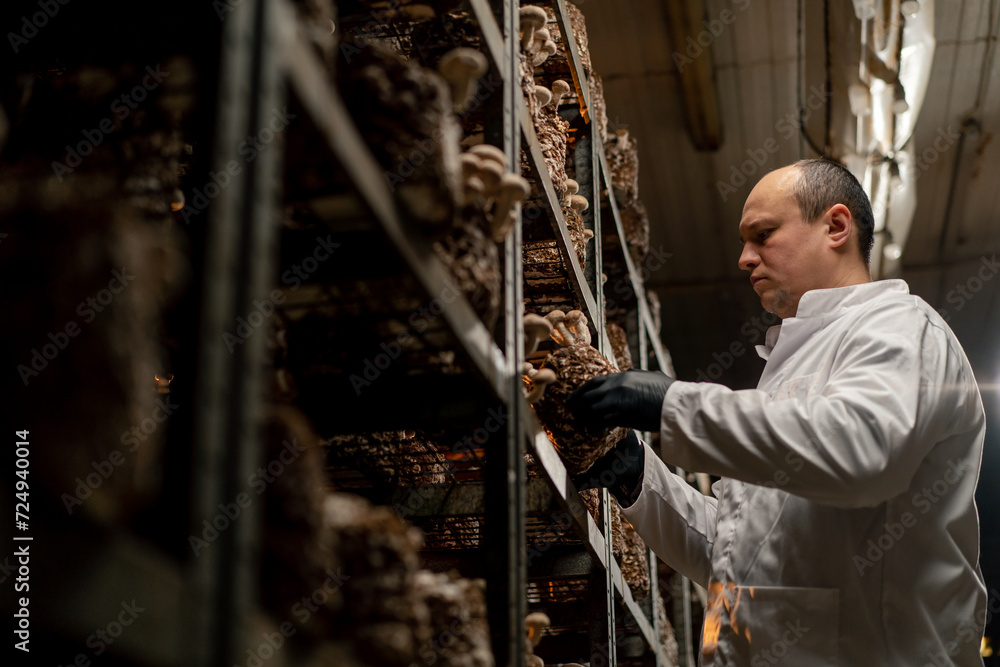 A mycologist from a mushroom farm grows shiitake mushrooms A scientist examines mushrooms holding them in his hands