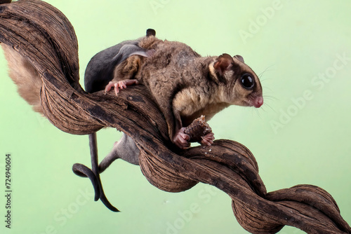 Sugar glider and its baby on a tree branch