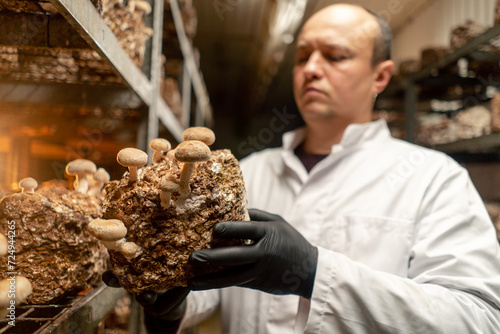 A mycologist from a mushroom farm grows shiitake mushrooms A scientist examines mushrooms holding them in his hands
