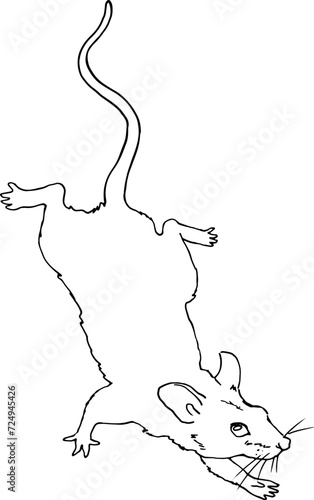 Drawing of a vole mouse. A wild mouse comes down. Linear sketch in vector. For design and printing of product packaging for rodents and small animals. For advertising veterinary clinics and pet stores
