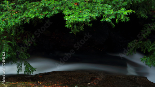 Serene forest stream under evergreen branches photo