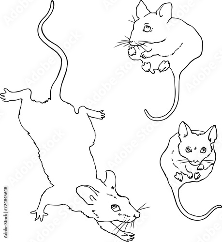Set of three mice with long tails. Linear sketch in vector. For design and printing of product packaging for rodents and small animals. For advertising veterinary clinics and pet stores. Vector