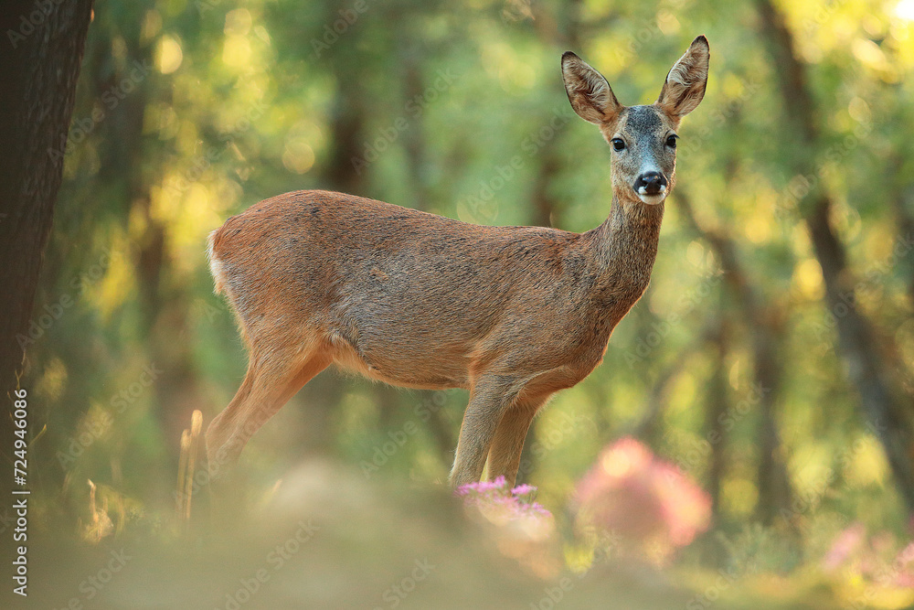 Female roe deer standing in a forest during golden hour Female roe deer standing in a forest during golden hour