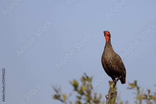 Swainsonfrankolin / Swainson's francolin or Swainson's spurfowl / Francolinus swainsonii. photo