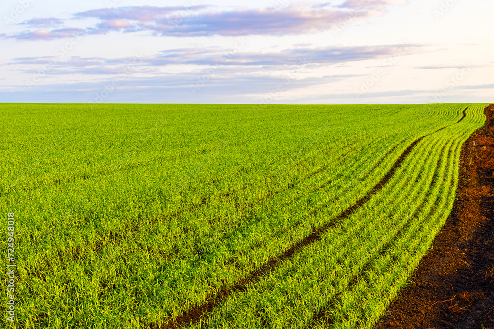 field with young wheat sprouts, shot with shallow depth of field. field with young wheat sprouts, shot with shallow depth of field.