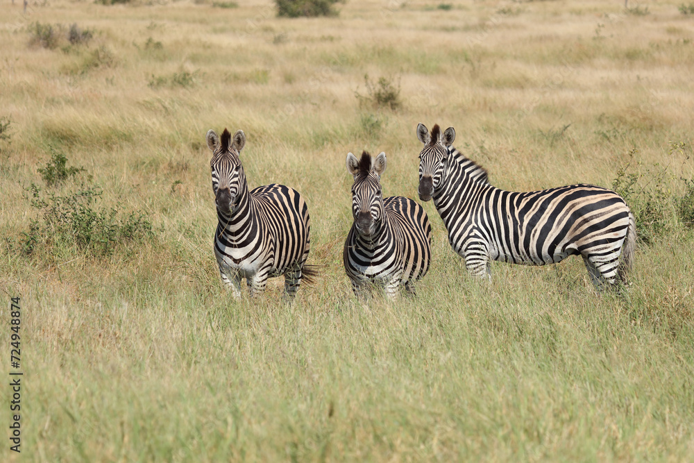 Obraz premium Steppenzebra / Burchell's zebra / Equus quagga burchellii
