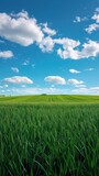 Green grass field against cloud and blue sky