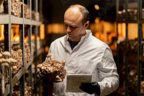 Mycologist from mushroom farm grows shiitake mushrooms Scientist in white coat holds mushrooms and tablet in hands