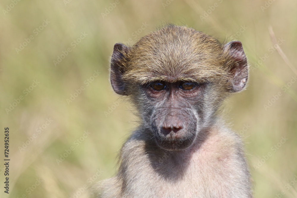 Bärenpavian / Chacma baboon / Papio ursinus Bärenpavian / Chacma baboon / Papio ursinus
