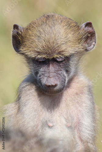 B  renpavian   Chacma baboon   Papio ursinus