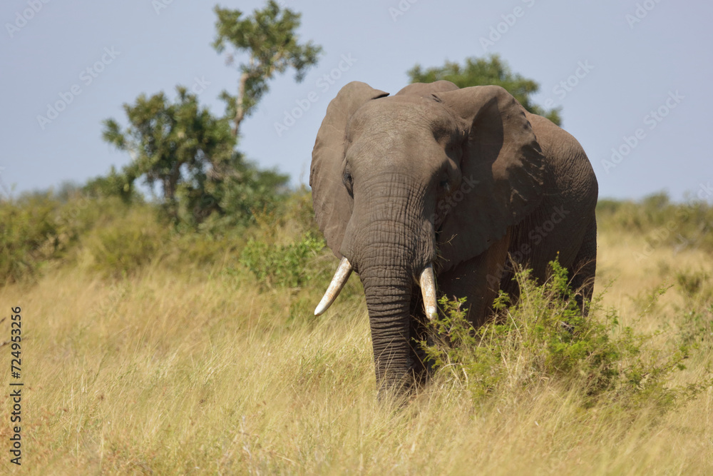 Afrikanischer Elefant / African elephant / Loxodonta africana Afrikanischer Elefant / African elephant / Loxodonta africana