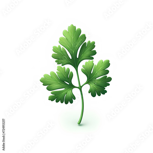 green fresh parsley herb leaves on white background