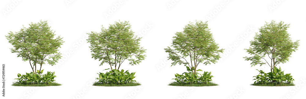 Group of trees and plants, 3D rendering, cutout with transparent background, great for illustration, composition, architecture visualization