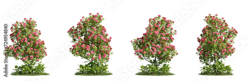 Fototapeta Naklejka Na Ścianę i Meble -  Group of flowering trees and plants, 3D rendering, cutout with transparent background, great for illustration, composition, architecture visualization