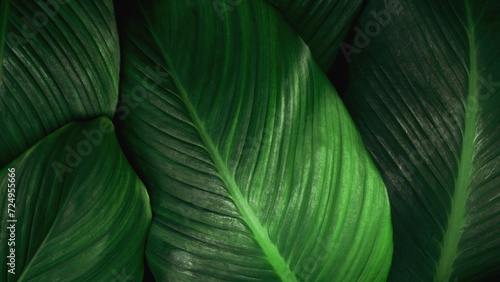 Close up tropical Green leaves texture and abstract background., Nature concept.