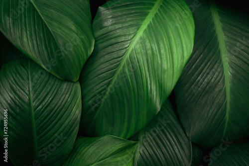 Close up tropical Green leaves texture and abstract background.  Nature concept.