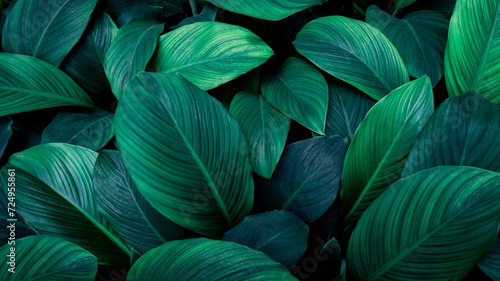 Close up tropical Green leaves texture and abstract background., Nature concept.