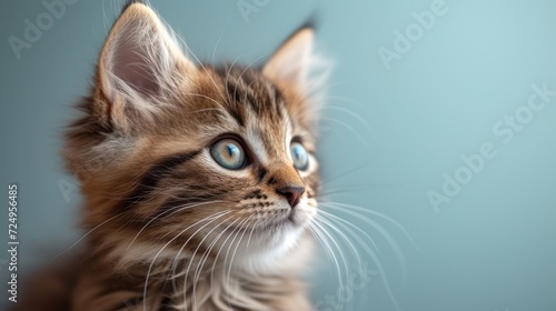  a close up of a kitten with blue eyes looking off into the distance with a blurry back ground and a light blue wall in the background behind the kitten's head.