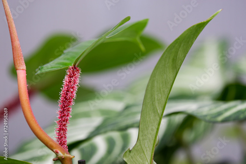 Philodendron Squamiferum with beautiful red hairy stem photo