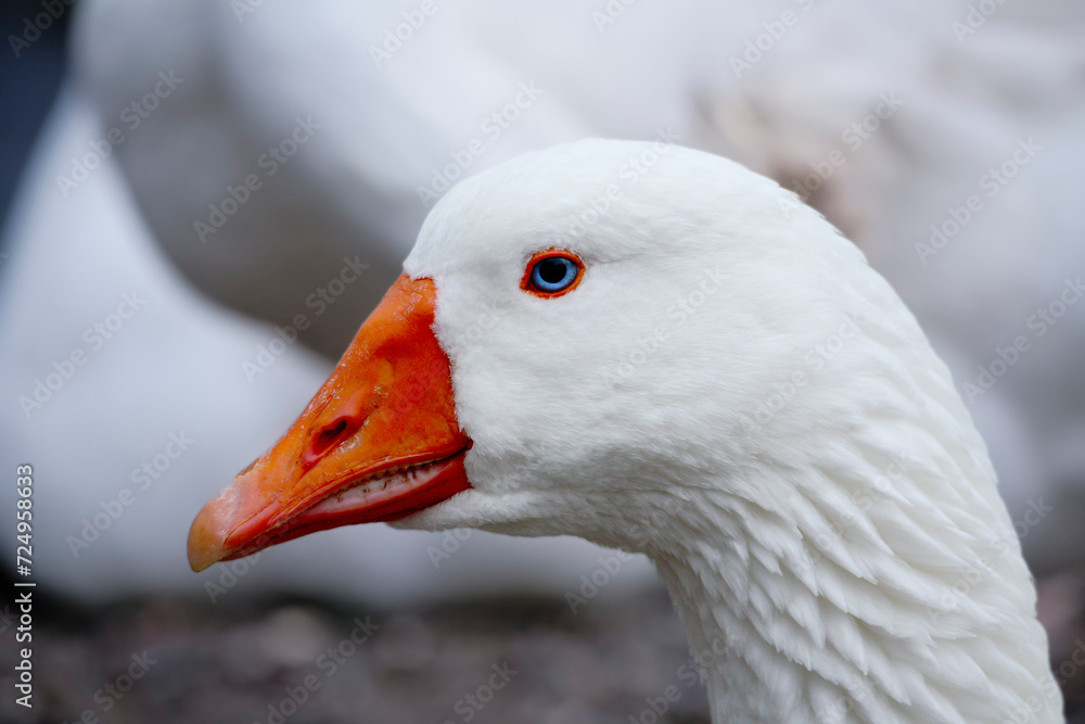 Pristine white goose in a natural outdoor setting, another goose visible in the background. Pristine white goose in a natural outdoor setting, another goose visible in the background.