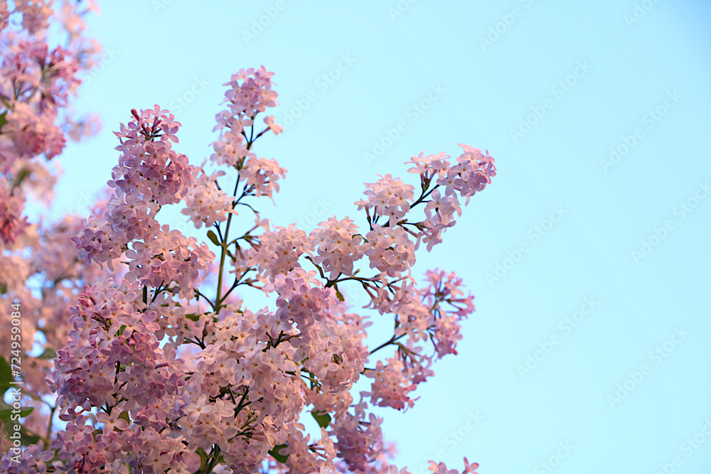 Abstract floral banner. Delicate lilac flowers in the spring garden against the blue sky. Spring arrival concept, floral card, template for design, creative composition, Abstract floral banner. Delicate lilac flowers in the spring garden against the blue sky. Spring arrival concept, floral card, template for design, creative composition,