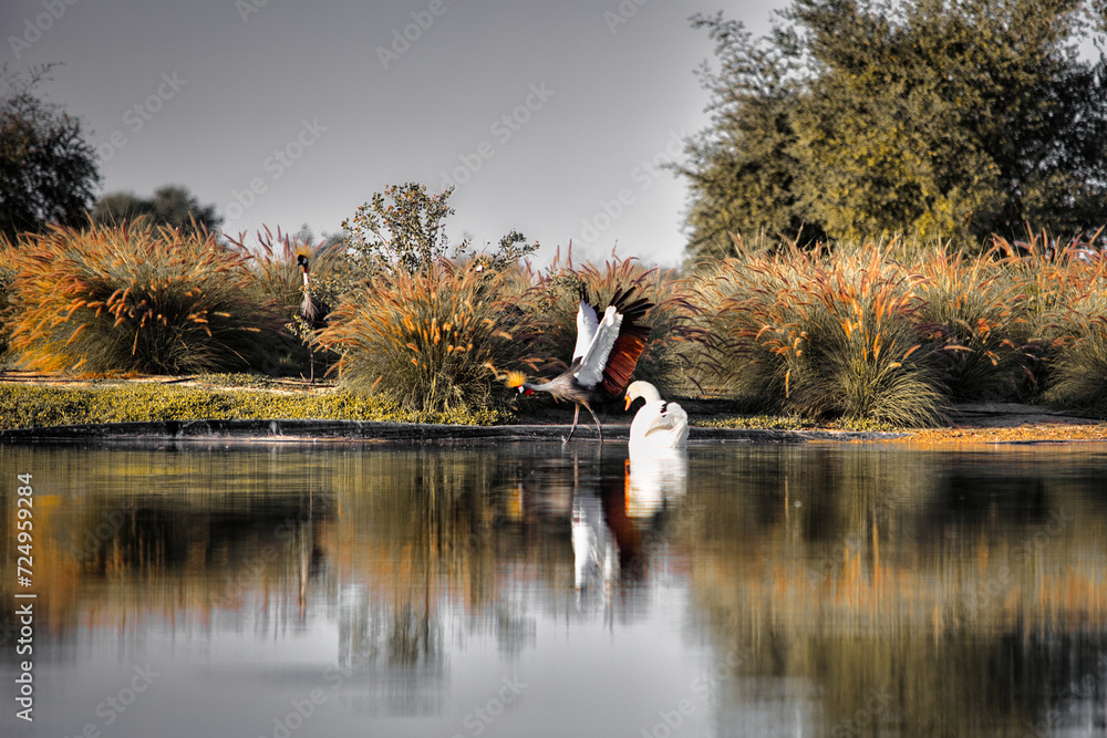 Birds of Al Qudra Lake in Dubai Birds of Al Qudra Lake in Dubai