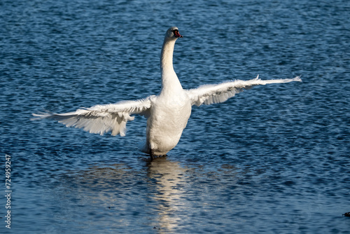 swan in the water