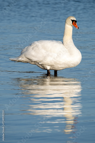 swan on the water