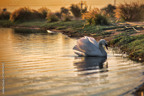 Birds of Al Qudra Lake in Dubai photo