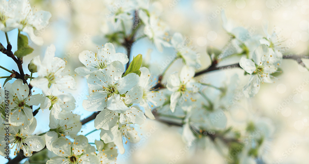 Obraz premium Abstract floral spring background from defocused delicate cherry blossoms. Banner for screen, greeting card, invitation, seasonal concept of Easter and new life rebirth,