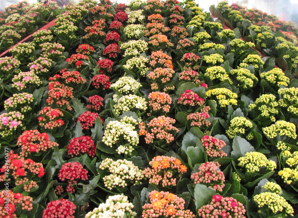 a group with rows of different coloured kalanchoe flowers closeup 