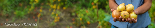 Onion harvest in the hands of a farmer. Selective focus.