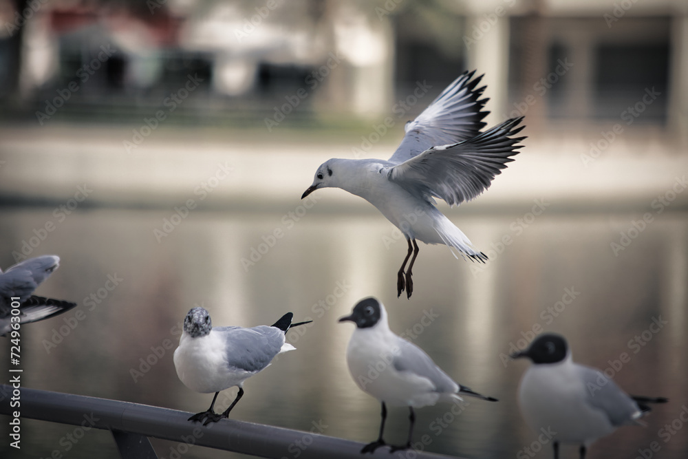 Obraz premium Seagull get together.