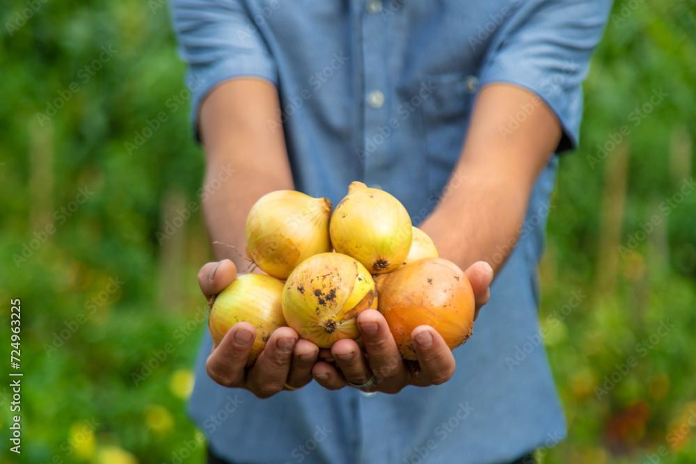Onion harvest in the hands of a farmer. Selective focus. Onion harvest in the hands of a farmer. Selective focus.