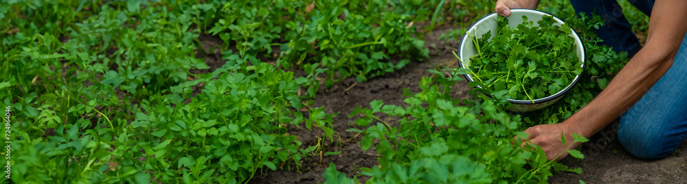 A farmer is harvesting cilantro in the garden. Selective focus. A farmer is harvesting cilantro in the garden. Selective focus.