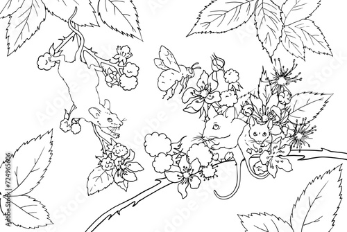 Vole mice in blackberry bushes. Blackberry flowers, leaves and berries with little mice on the branches. Vector image for coloring pages for printing, printing on dishes, packaging of sweets, cosmetic