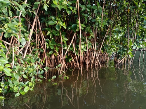 Rhizophora stylosa  the spotted mangrove  red mangrove  small stilted mangrove or stilt-root mangrove  is a tree in the family Rhizophoraceae. 