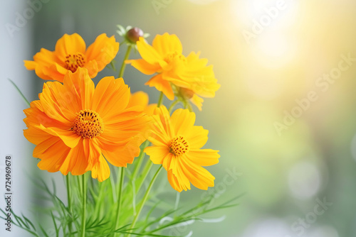 Beautiful orange cosmos flowers bouquet against the window on a sunny day. Copy space.