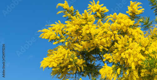 Fleurs de mimosa sur un arbre avec le ciel bleu.