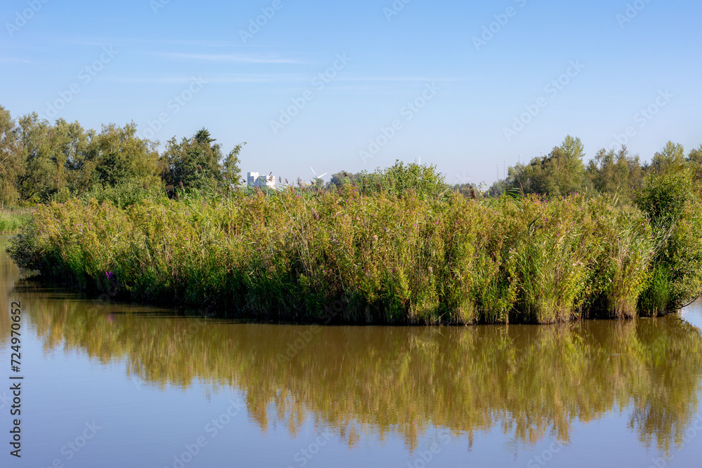 Summer countryside landscape with flat and low land under blue sky, Typical Dutch polder, Small canal, ditch or lake with reed plants and green grass along the water shore, Noord Holland, Netherlands.
