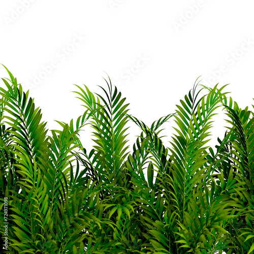 Naturaleza tropical aislada sobre fondo transparente.
Fondo de plantas y arbustos. Hojas y troncos de bambú.