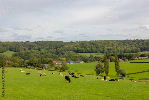 Black and white Dutch cows standing and nibbling fresh grass on the green meadow, Open farm with dairy cattle on the field, Hills countryside of Limburg, The most southern province of the Netherlands.