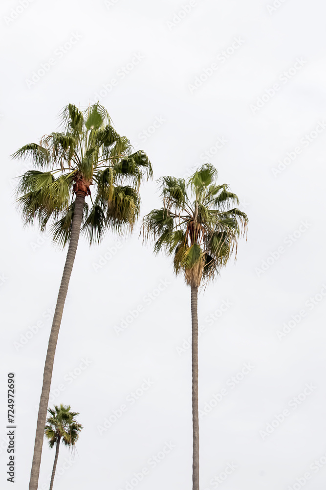 Fototapeta premium California palms over the overcast sky