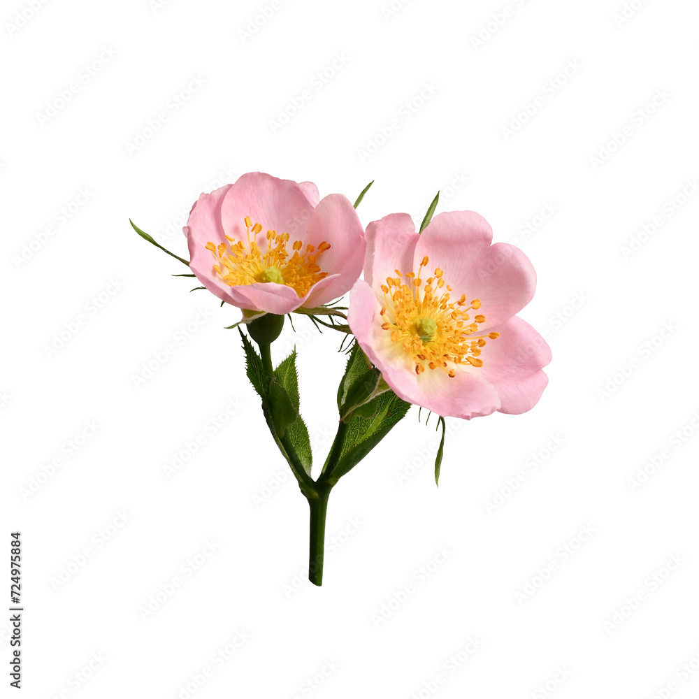 Young rosehip flowers on a stem with leaves isolated on a white background. Element for creating designs, cards, patterns, floral arrangements, frames, wedding cards and invitations. Young rosehip flowers on a stem with leaves isolated on a white background. Element for creating designs, cards, patterns, floral arrangements, frames, wedding cards and invitations.