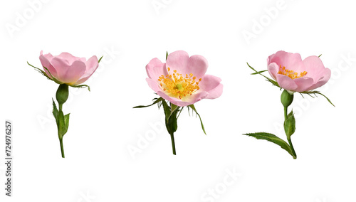 Botanical collection. Three rosehip flowers isolated on a white background. Elements for creating designs, cards, patterns, floral arrangements, frames, wedding cards and invitations.