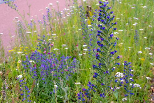Selective focus of wild flowers growing along street, Echium vulgare or Viper's bugloss and blueweed is a species of flowering plant in the borage family Boraginaceae, Nature floral pattern background photo