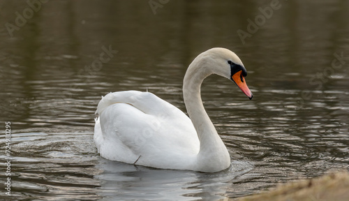 a swan swimming in a lake with its head above the water