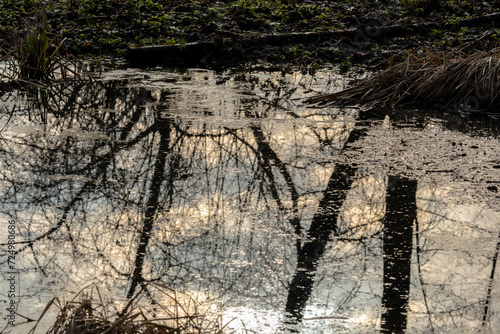 a puddle of water with trees reflected in it