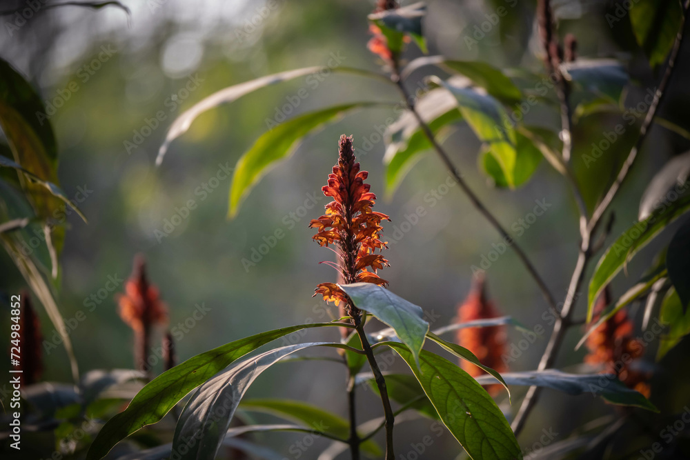 Costus spicatus leaves grow to a length of approximately 1 ft (30 cm) and a width of approximately 4 in (10 cm). It produces a short red cone, from which red-orange flowers emerge one at a time. Costus spicatus leaves grow to a length of approximately 1 ft (30 cm) and a width of approximately 4 in (10 cm). It produces a short red cone, from which red-orange flowers emerge one at a time.